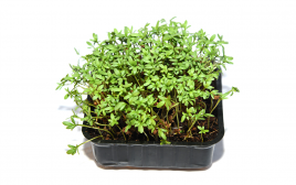 Simply Fresh Water Cress-MH   Box  1 pcs